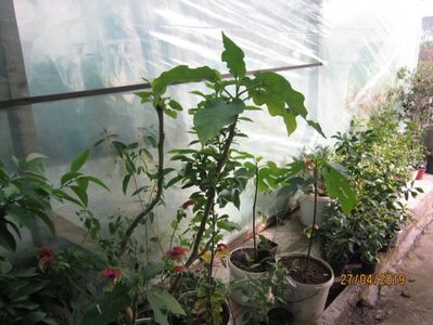 Tamarillo și alte plante