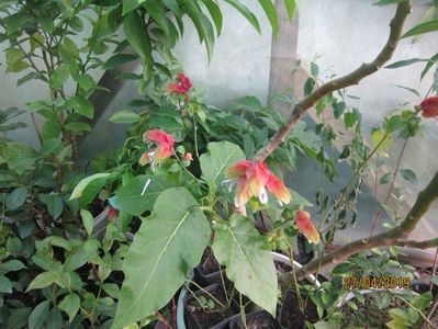 Floarea crevete; Beloperone gutata
