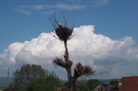 28.04.2019; Cuib de berze in copac
