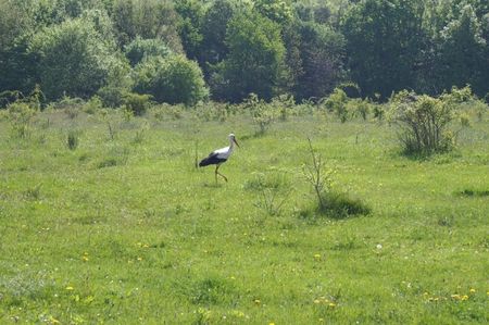 ; ...in apropierea soselei
