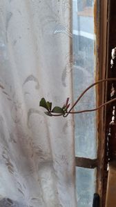 Oxalis