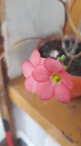 Floare de Oxalis