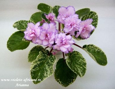 Fredettes RisenStar