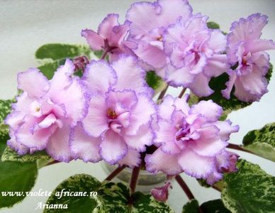 Fredettes Risen Star