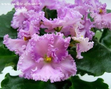 Rosie Ruffles