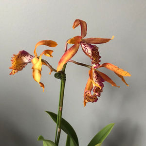 Mcv. Frances Fox  "Sun Spots"; pacat, ca nu pot incarca in album si mirosul :)))
