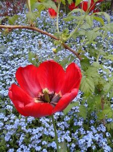 laguna albastra; flori de numauita
