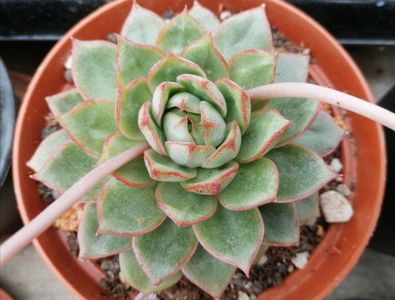 Echeveria parva