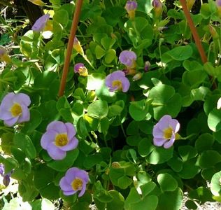 oxalis depressa-flori