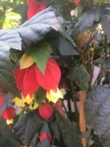 Abutilon