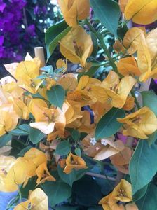 bougainvillea