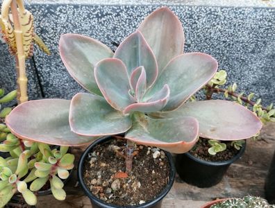 echeveria