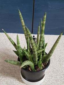 Sansevieria cylindrica, cu puiuti