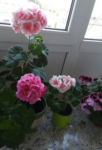 20190502_181214-1