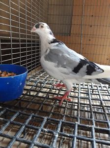 IMG-20190429-WA0001