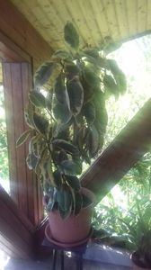 9 Ficus variegat 200 lei; Inaltime 130 cm
