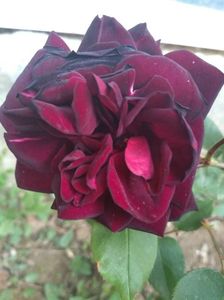 Louis al XIV lea