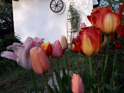 3.05 încep să treaca
