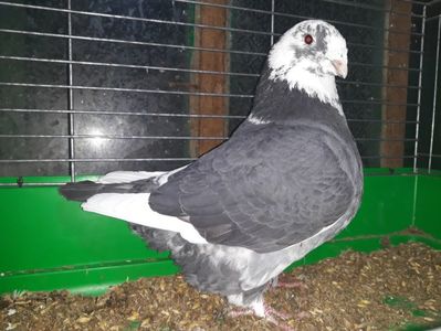 Vandut