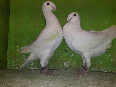 Vanduti