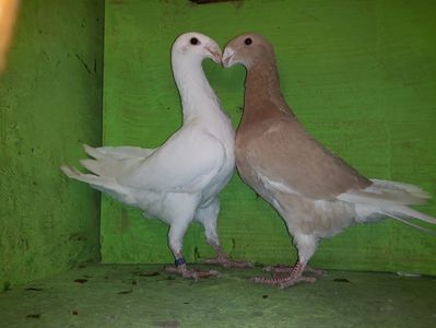 Vanduti