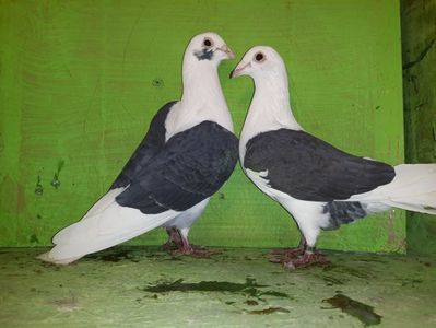 Vanduti