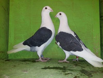 Vanduti
