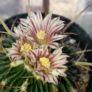 ; Echinofossulocactus
