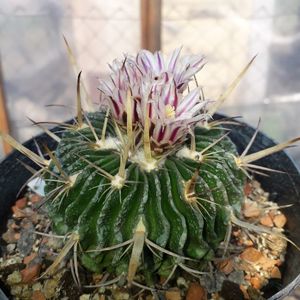 Echinofossulocactus