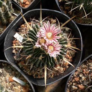 Echinofossulocactus