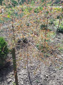 Rodiu Punica Granatum; Plantat direct in gradina si la toamna il replantez in ghiceci
