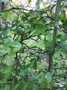 Poncirus trifoliata; Rezista la iernile din Romania
