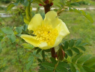 rosa hugonis