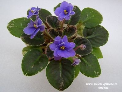 Acas Daphne