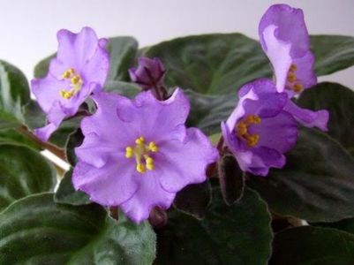 Aloha Orchid