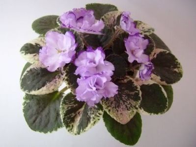 Buckeye Blushing