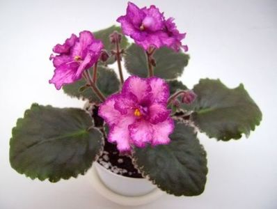 Buckeye Cherry Topping