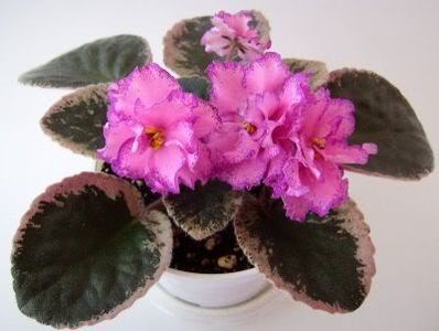 Buckeye Colossal
