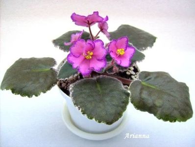 Buckeye Colossal