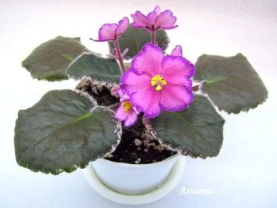 Buckeye Colossal