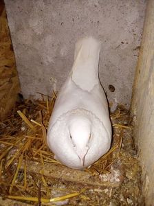 A doua serie de ouă