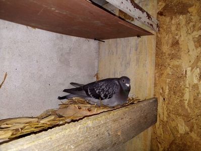 ; Guta închisă la a doua serie de ouă
