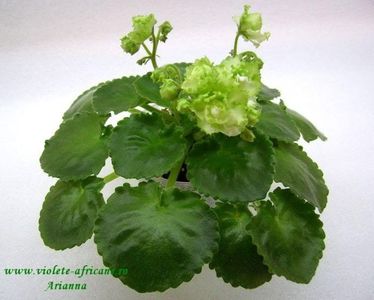 Irish Flirt