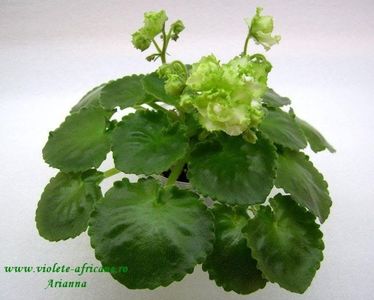 Irish Flirt