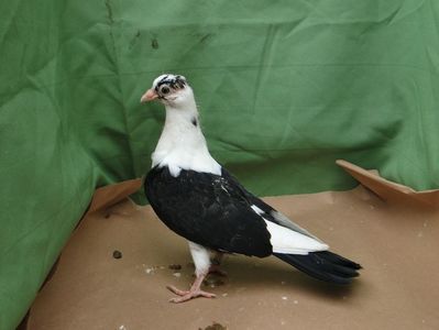 6604