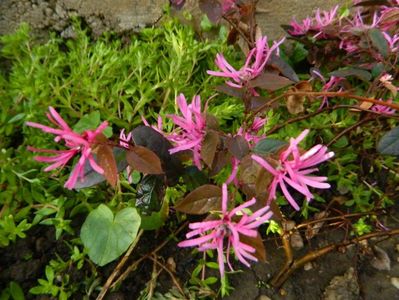 loropetalum-chinense-fire-dance