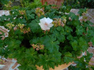 Geranium biokovo ?