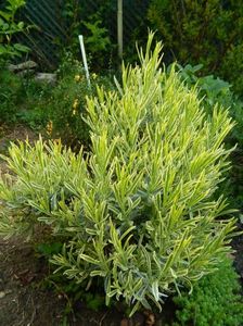 Lavandula Platinum Blonde