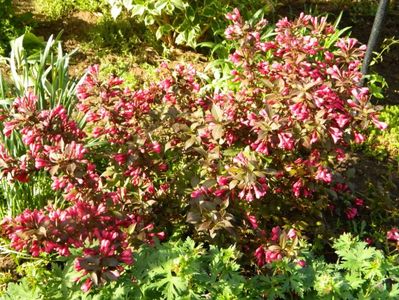 Weigela Alexandra