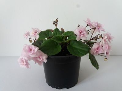 Vanilla4